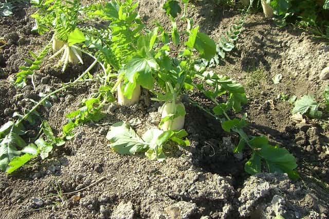 症状からわかるダイコンの害虫 農業 ガーデニング 園芸 家庭菜園マガジン Agri Pick