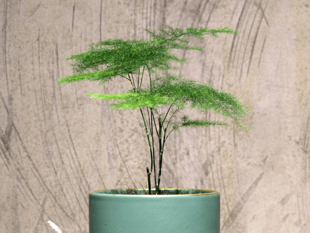 Asparagus fern