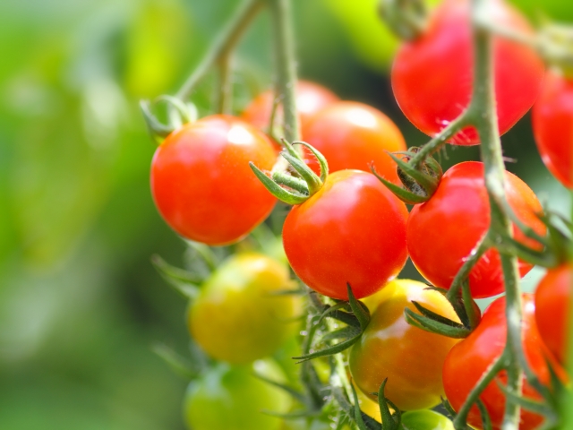 ミニトマトの育て方 秋までたくさん収穫できる わき芽かきや栽培方法