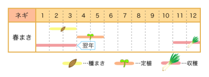 家庭菜園カレンダー　ネギ