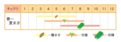 家庭菜園のプロ監修 キュウリの栽培方法 まっすぐシャキシャキに育てよう 農業 ガーデニング 園芸 家庭菜園マガジン Agri Pick