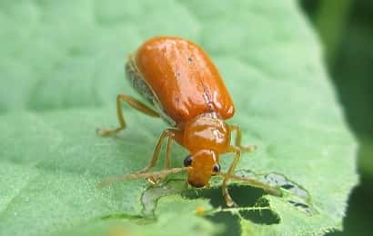 症状からわかるキュウリの害虫 農業 ガーデニング 園芸 家庭菜園マガジン Agri Pick