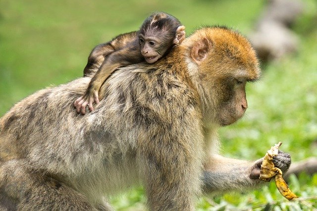 親子のサル