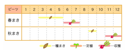 家庭菜園のプロ監修 真紅の野菜ビーツの栽培方法 おいいしい食べ方も 農業 ガーデニング 園芸 家庭菜園マガジン Agri Pick