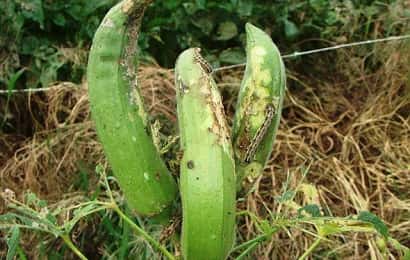 症状からわかるオクラの害虫 農業 ガーデニング 園芸 家庭菜園マガジン Agri Pick