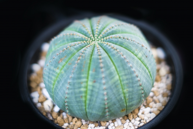 観葉植物のプロに聞く ユーフォルビア の種類と育て方 農業 ガーデニング 園芸 家庭菜園マガジン Agri Pick