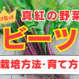 野菜ビーツ栽培方法育て方