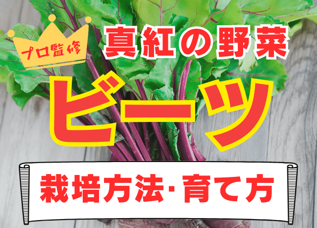 家庭菜園のプロ監修】真紅の野菜ビーツの栽培方法・育て方｜農業