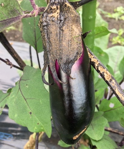 症状からわかるナスの害虫 農業 ガーデニング 園芸 家庭菜園マガジン Agri Pick