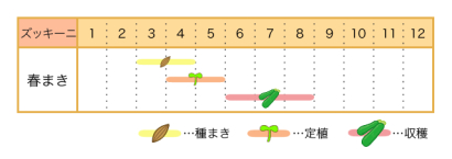 家庭菜園のプロ監修 失敗しない ズッキーニの育て方 人工授粉の方法も 農業 ガーデニング 園芸 家庭菜園マガジン Agri Pick