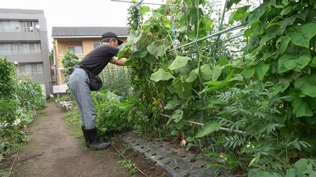 家庭菜園のプロ監修 7月に植えるおすすめ野菜8選 種まきはキャベツ類など 農業 ガーデニング 園芸 家庭菜園マガジン Agri Pick