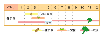 家庭菜園のプロ監修 ほぼ一年中 どんどん採れるパセリの栽培方法 農業 ガーデニング 園芸 家庭菜園マガジン Agri Pick