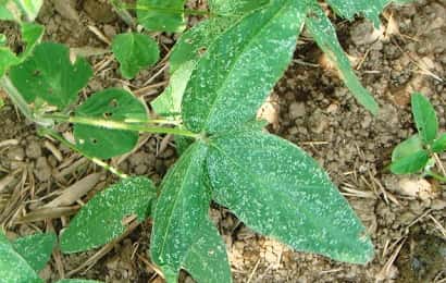 症状からわかるエダマメの害虫 農業 ガーデニング 園芸 家庭菜園マガジン Agri Pick