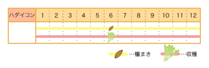 ハダイコンの栽培カレンダー