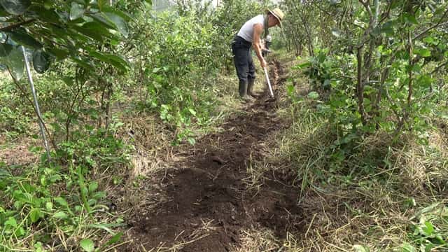 福田先生　8月の菜園作業