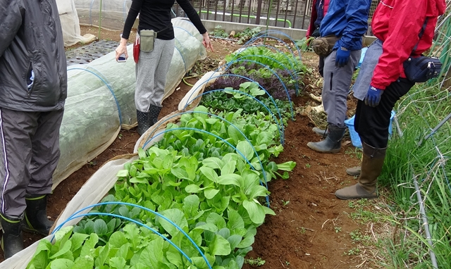 家庭菜園のプロ監修 9月に植えるおすすめ野菜7選 秋冬旬の品目が充実 農業 ガーデニング 園芸 家庭菜園マガジン Agri Pick