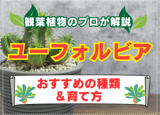 観葉植物のプロが解説】「ユーフォルビア」の育て方とおすすめの種類