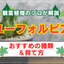 観葉植物のプロが解説ユーフォルビアのおすすめの種類と育て方