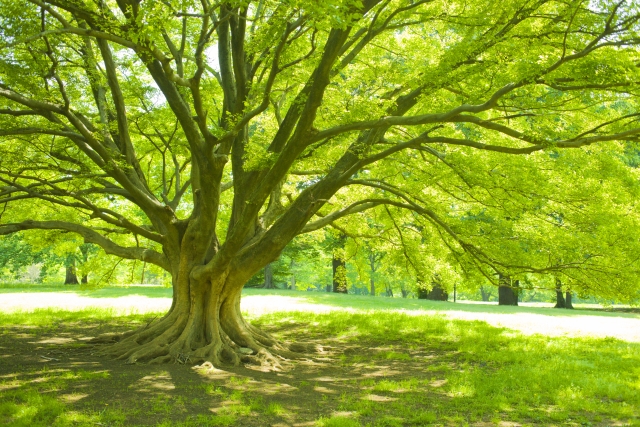 公園内の大きな木