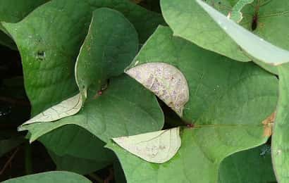 症状からわかるサツマイモの害虫 農業 ガーデニング 園芸 家庭菜園マガジン Agri Pick