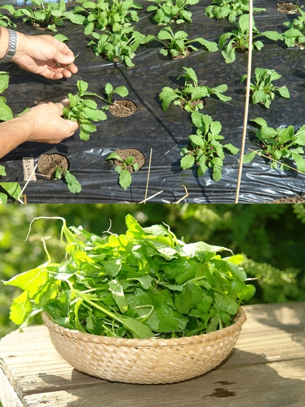 家庭菜園のプロ監修 カブの上手な栽培方法 プランターで育てるコツも 農業 ガーデニング 園芸 家庭菜園マガジン Agri Pick