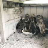 小屋から出ないアイガモ