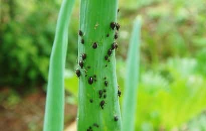 症状からわかるネギの害虫 農業 ガーデニング 園芸 家庭菜園マガジン Agri Pick