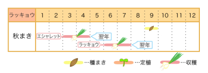 家庭菜園のプロ監修 ラッキョウの上手な栽培方法 プランターでも育ててみよう 農業 ガーデニング 園芸 家庭菜園マガジン Agri Pick