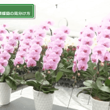 3つの鉢の胡蝶蘭
