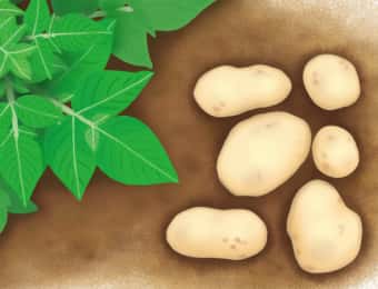 ジャガイモとジャガイモの茎葉