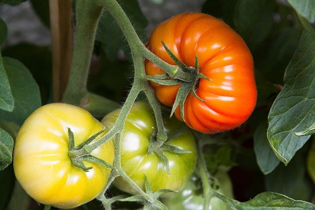トマトの摘芯 摘果 摘葉で最後まで大きくて真っ赤に育てよう 農業 ガーデニング 園芸 家庭菜園マガジン Agri Pick