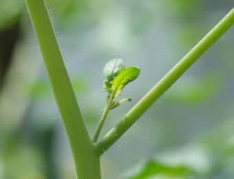ミニトマトの芽