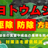 【家庭菜園のプロが解説】ヨトウムシの駆除と防除の方法