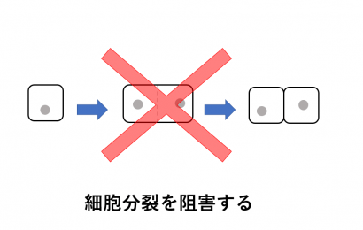 細胞分裂　阻害