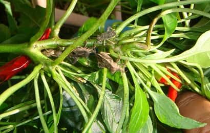 カメムシの食害にあったピーマンの茎