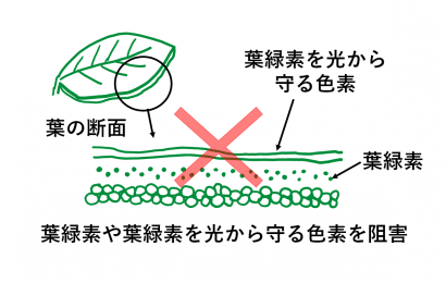 色素阻害