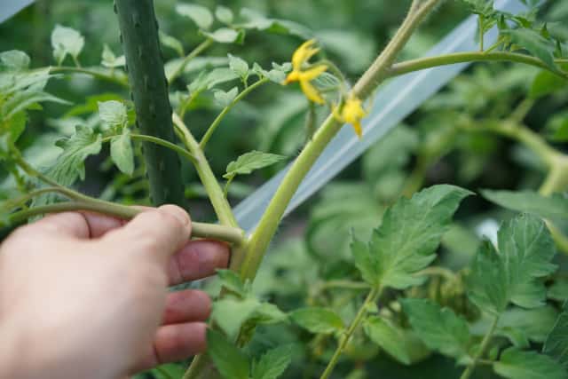 トマトのわき芽を折る