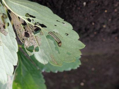 ヨトウムシ類を駆除 防除する方法 農業 ガーデニング 園芸 家庭菜園マガジン Agri Pick