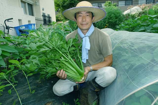 セロリと福田先生