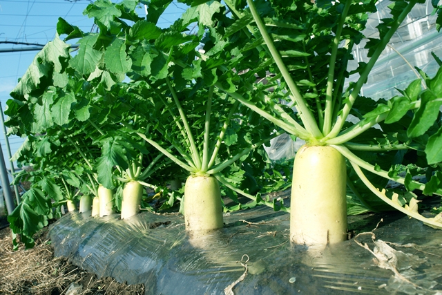 家庭菜園のプロ監修 失敗知らずのダイコン栽培 害虫対策やプランターでの育て方も 農業 ガーデニング 園芸 家庭菜園マガジン Agri Pick