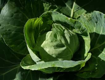 露地栽培の結球したキャベツ