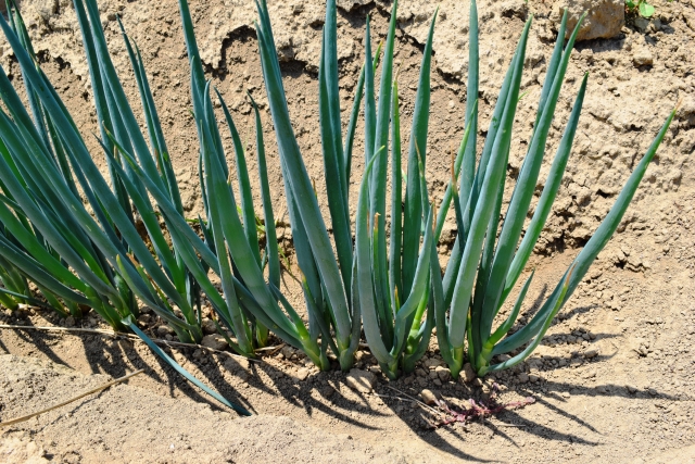 症状からわかるネギの害虫 農業 ガーデニング 園芸 家庭菜園マガジン Agri Pick