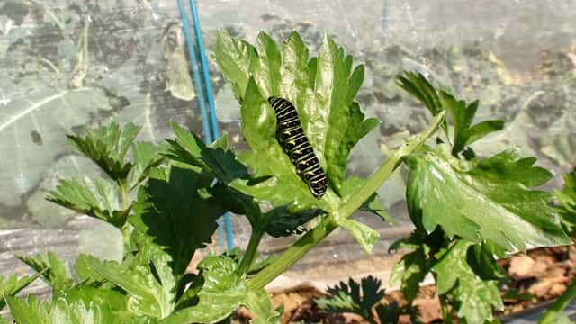 セロリの葉についたキアゲハの幼虫