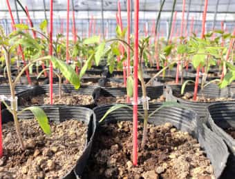 トマトの接ぎ木苗