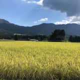黄色く輝く田んぼ