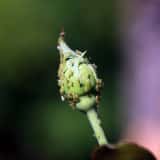 花の蕾に群がるアブラムシ
