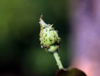 花の蕾に群がるアブラムシ