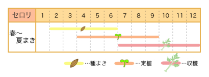 家庭菜園カレンダー セロリ