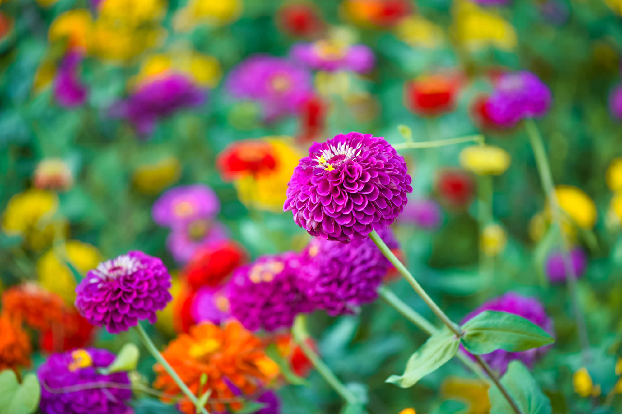 秋もガーデンの見頃 庭を鮮やかに彩る秋の草花たち Garden Story連携企画 農業 ガーデニング 園芸 家庭菜園マガジン Agri Pick