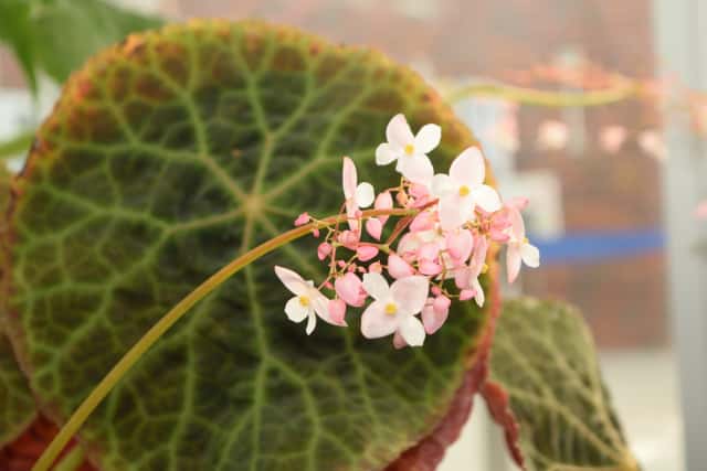 観葉植物のプロに聞く 根茎性ベゴニア の種類と育て方 農業 ガーデニング 園芸 家庭菜園マガジン Agri Pick